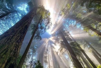 Avis de décès de Charles Isaac Wallace Jr.