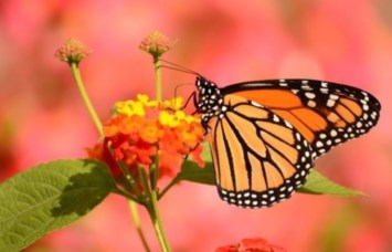 Obituary of Mrs. Rita Annette Shockey