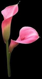 Obituary of Marilyn Carol Pedersen Cohenpeer