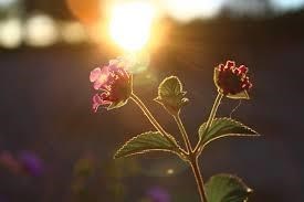 Obituary of Andrea Lynn Talal