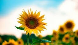 Obituario de Harvey O. Lucy