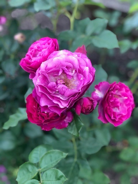 Obituary of Harold Victor Olson