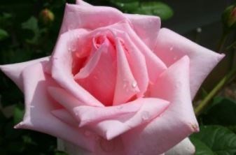 Obituary of Linda Lou Meyer