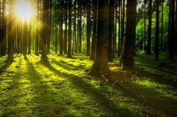 Obituary of Dennis Paul Williams