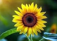 Obituary of Lisa J Diggles