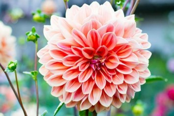 Obituary of Ms. Pat Connolly