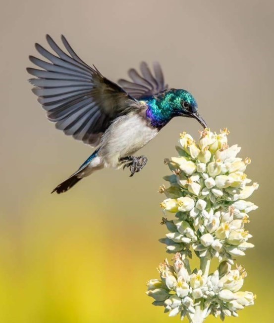 Obituary of Mary Francis Henderson