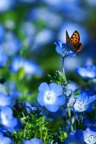 Obituary of Virginia Millsap Stone