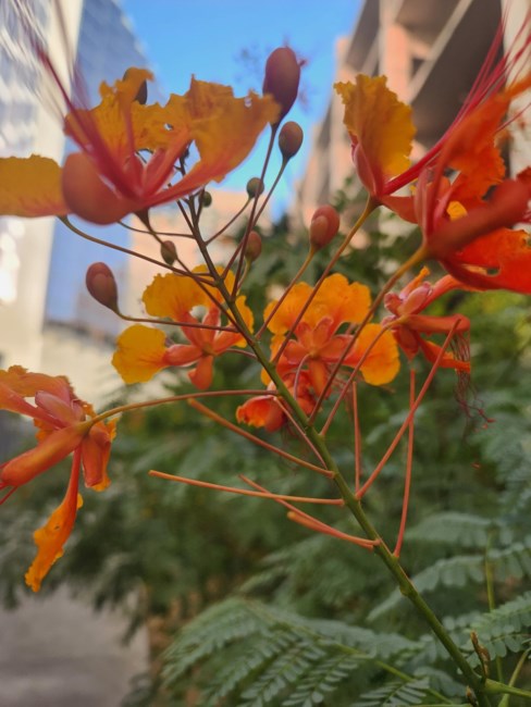 Avis de décès de Betty Jean Harris