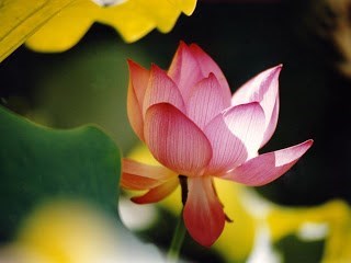 Obituary of Mary Chiyoko Uchida