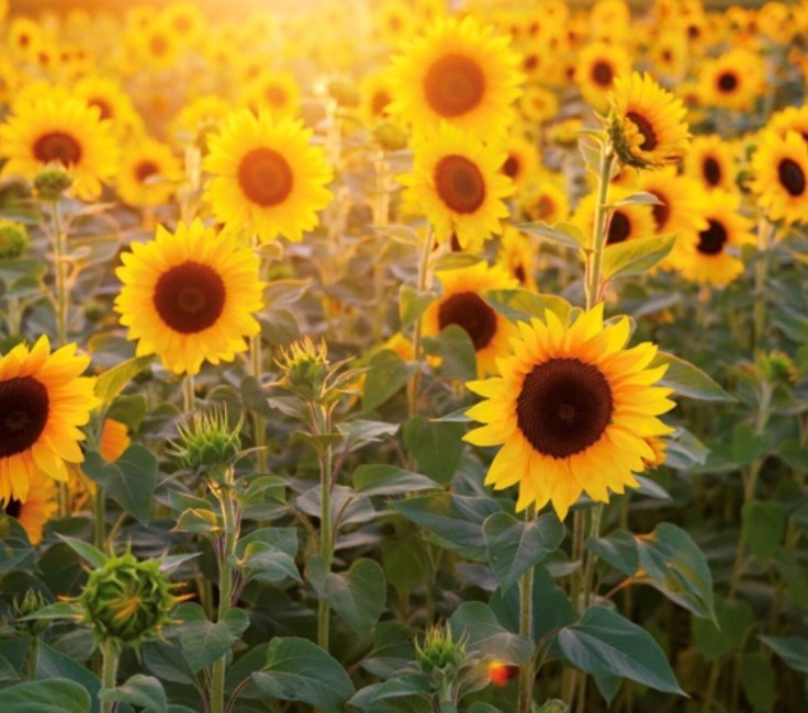 Obituary of Barbara Leola Wallace