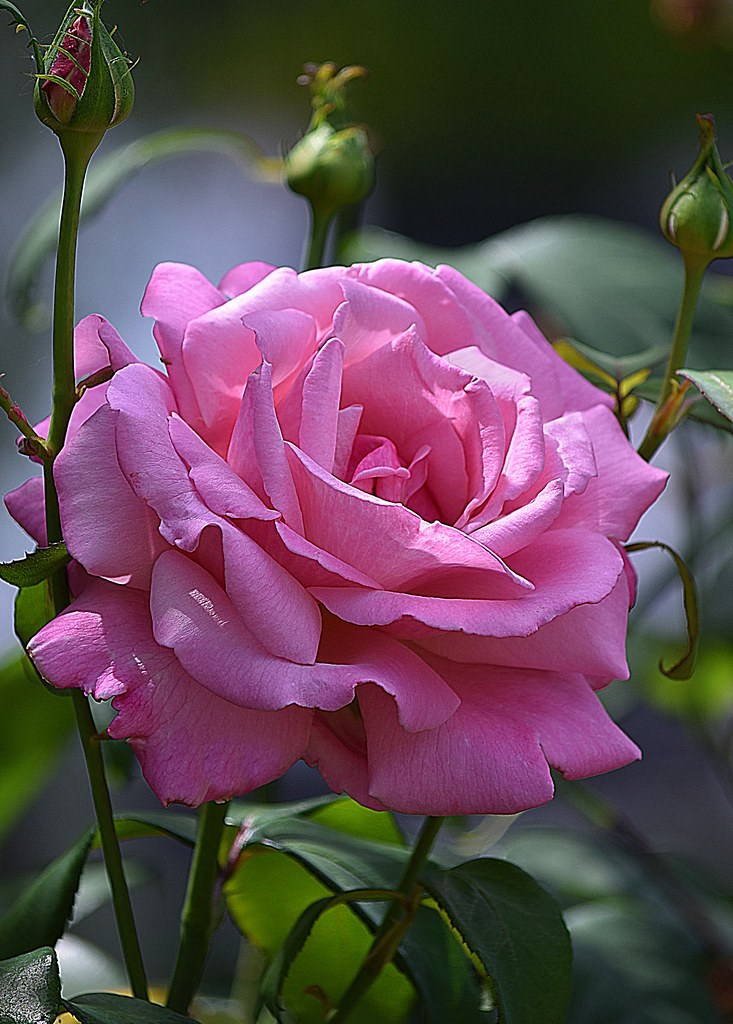 Obituary of Ina Lee Guin