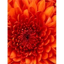 Obituary of Leatha Belle Collins (Tanner)