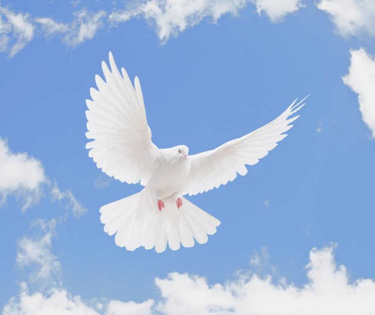 Obituary of Dr. Servando A. Rodriguez Pereda