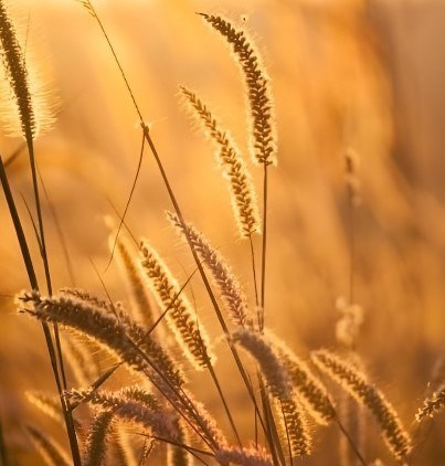 Obituary of Thomas Gerard Faoro