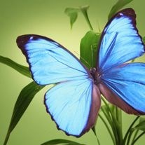 Obituary of Sarah Kathryn Wells