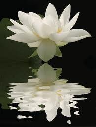 Obituary of Lois Margaret Levine