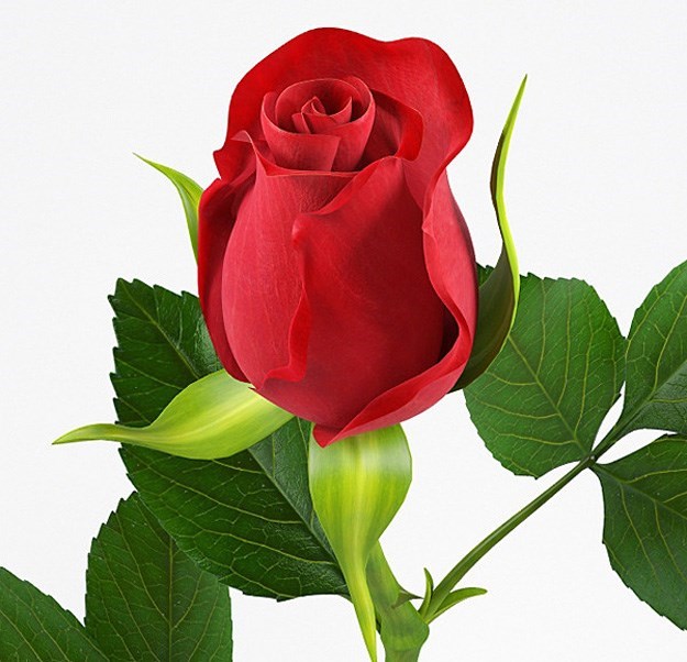 Avis de décès de Rosa M Rosales