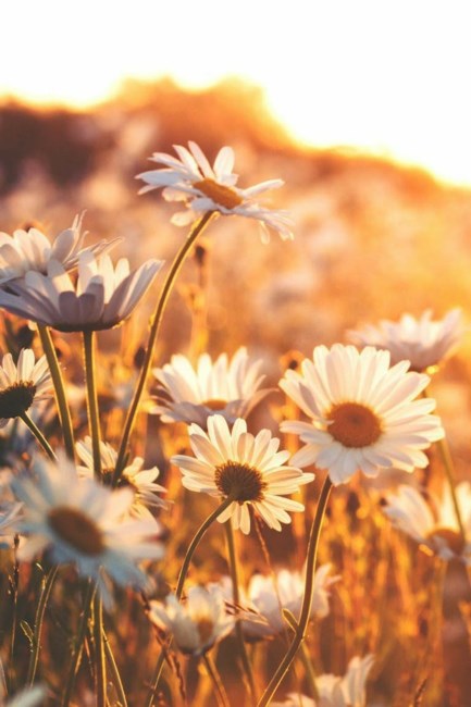 Obituary of Claudia G. Lewis