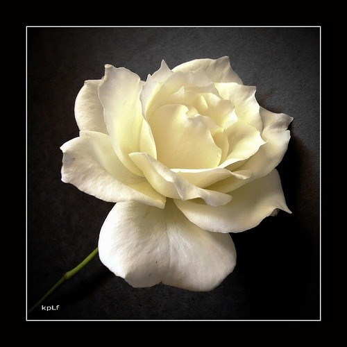 Obituary of Patricia Ann Wanner