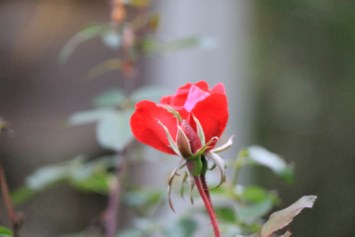 Obituario de Marjorie S. King