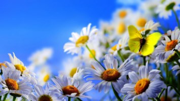 Obituary of Geraldine S Macchia