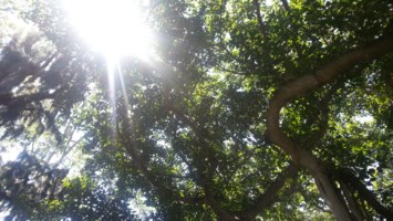 Avis de décès de Henry Fook Ngen Wong