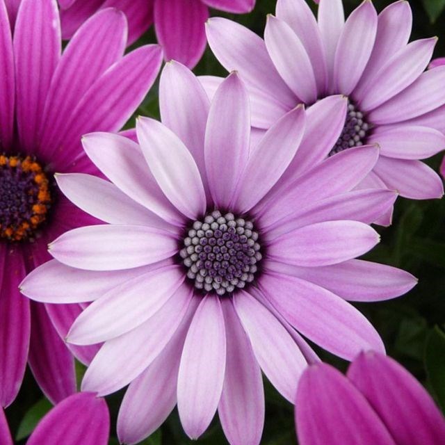 Obituary of Kathryn Robin Dabney