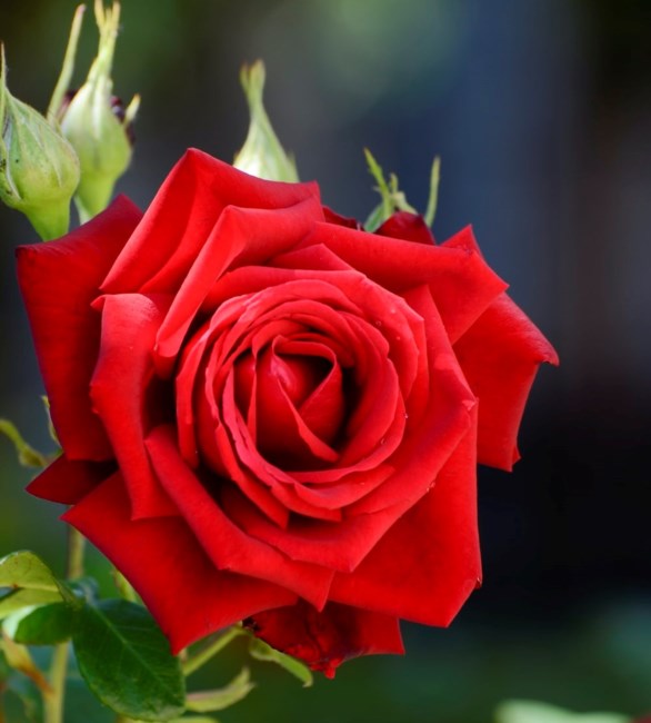 Obituary of John Howard Moore