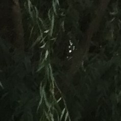 Mary Rutledge Obituary - Bethany, OK