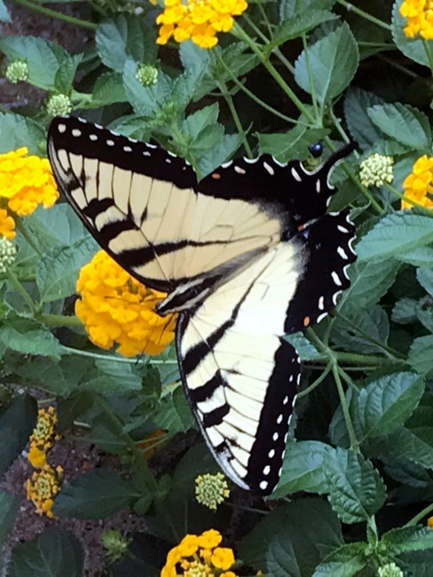 Obituary of Marie Burton Kimbrell