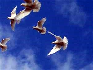 Obituary of Dorine Mary Wolcott