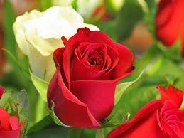 Obituario de Elaine M. Buck