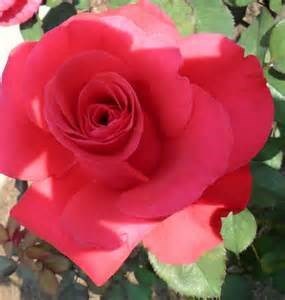 Obituary of Delores M Shultz