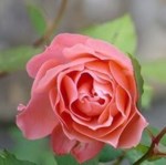 Rose Christman