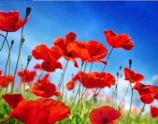 Obituary of Sonia Isabel Patrick