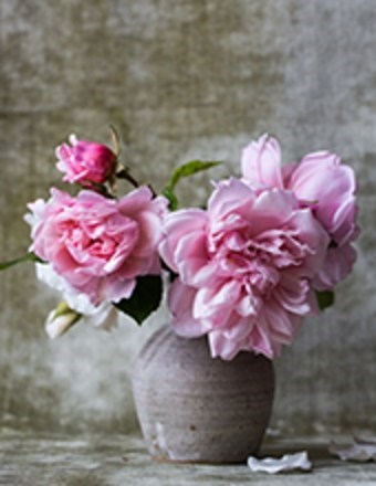 Obituary of Cecelia Dawn Way
