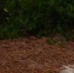 Wayne Bee Wayne Weathersbee Obituary - Georgetown, TX