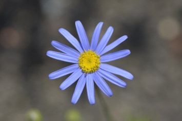 Obituary of Jo Ann Oxley