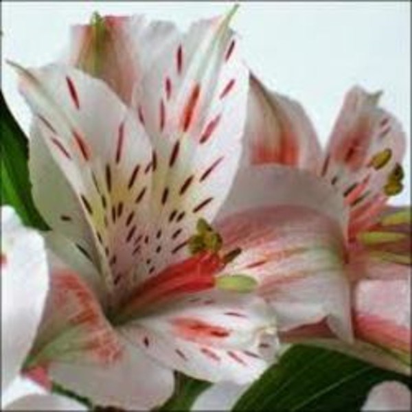 Obituary of Anastacia Iyagan Oaikhena - Lambert