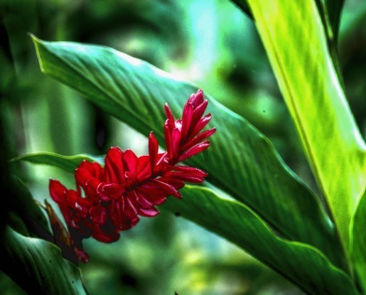 Obituary of Peru Toailoa