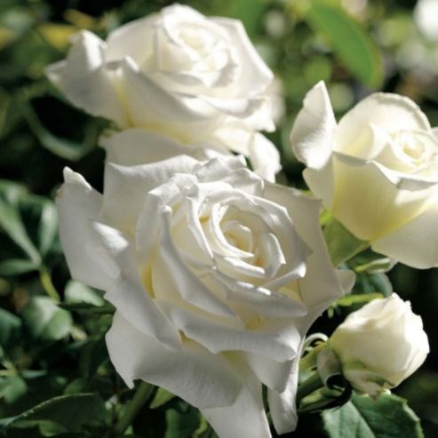 Obituary of Leatte Wigen