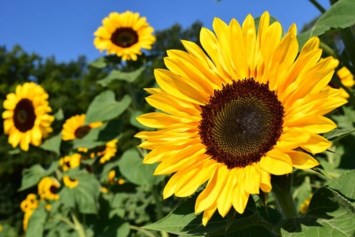 Obituary of Emma Aferzon