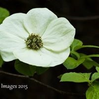 Obituary of Nancy Ann Casey