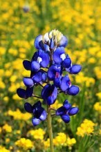 Obituary of Helen Mary Laiche Mrs. Hayes