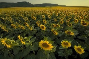 Obituary of Alecia Iott