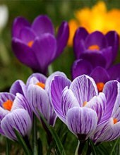Obituary of Sharon Ann Davis