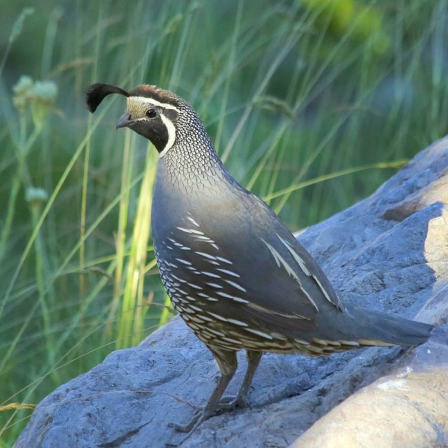 Obituary of Shirley Jo Barthel
