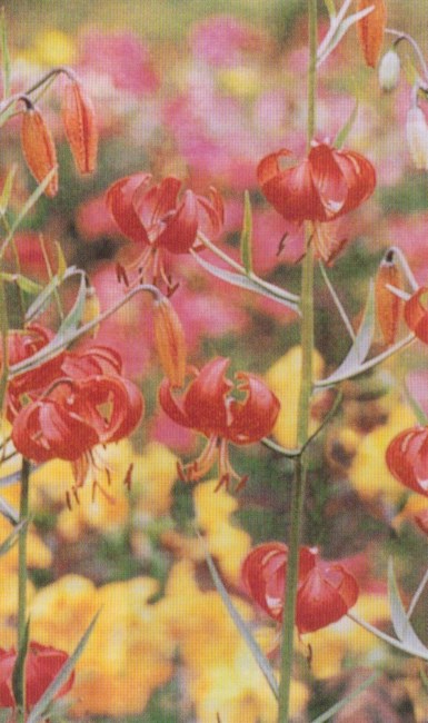 Obituary of Mazie Catherine Jordan