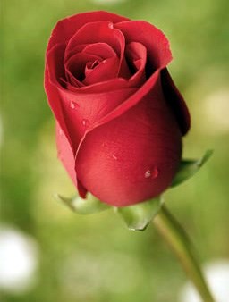 Avis de décès de Lois Elaine Henderson